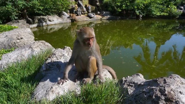 Monkeys are take bath and plays in a decorative pond on the island. Engry monkey.