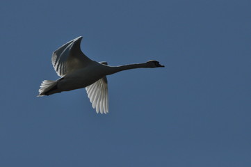 Mute Swan. Large white water bird. Taking off, flying bird