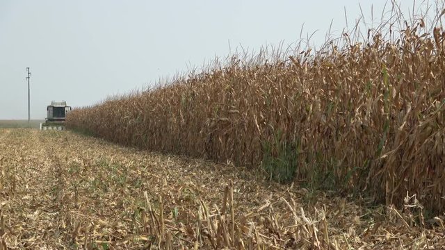 Agriculture Corn Harvest loading 