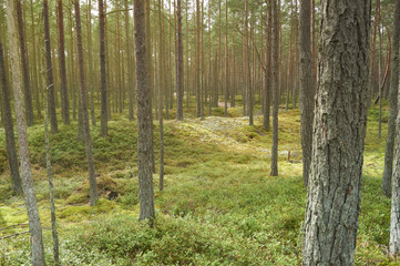 Pine forest in day