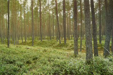 Pine forest in day