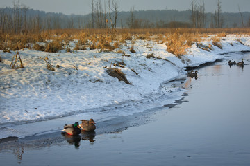 Zima, rzeka i kaczki © Mariusz Stoszewski