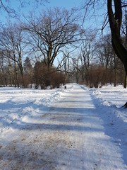 Droga zimowa w parku © michalsen