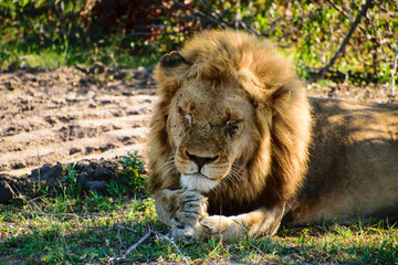 Male lion resting its weary head on its paws