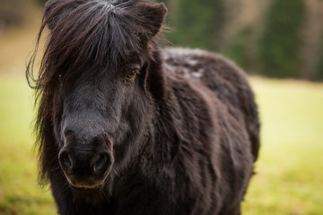 Naklejka na ściany i meble Shetland Pony, close up of head and shoulders, eye contact.