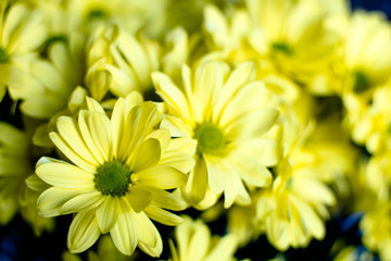 Yellow flower on sunny kitchen table.