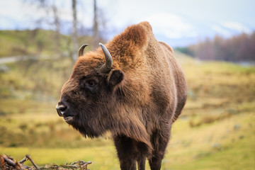 European Bison, bison bonasus © ellenamani