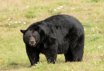 Black bear walking through the meadow in autumn in Canada