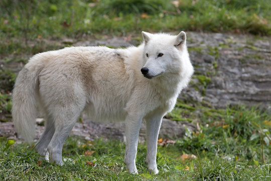 Arctic wolf closeup in autumn in Canada
