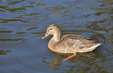 Утка плывёт по реке.