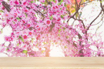 Naklejka na ściany i meble pink sakura Wild Himalayan cherry blossoms on branch (blur image
