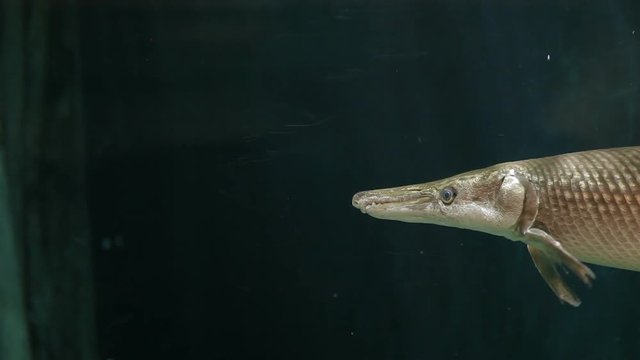 Alligator gar (Atractosteus spatula), the ray-finned euryhaline fish.