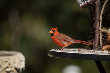cardinal