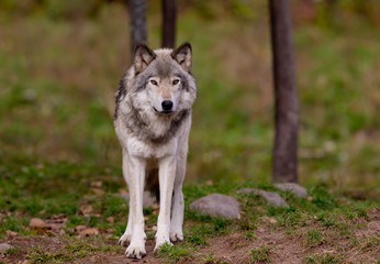 Naklejka na ściany i meble Timber wolf or Grey Wolf (Canis lupus) on rocky cliff in autumn in Canada