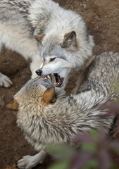 Naklejka premium Timber wolves or Grey Wolf (Canis lupus) playing on rocky cliff in autumn in Canada