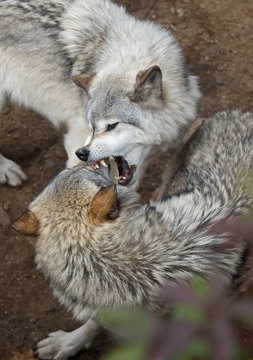 Fototapeta Timber wolves or Grey Wolf (Canis lupus) playing on rocky cliff in autumn in Canada