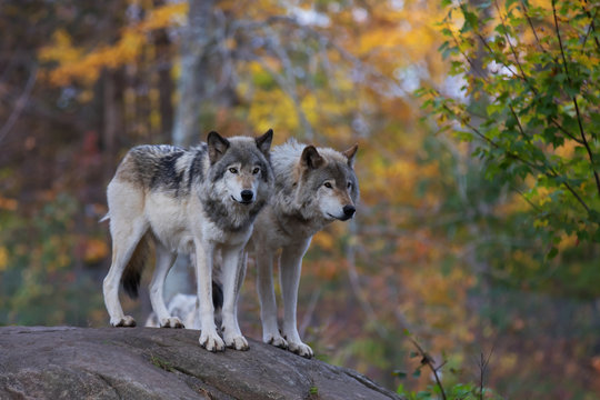 Fototapeta Timber wolves or Grey Wolf (Canis lupus) on rocky cliff in autumn in Canada