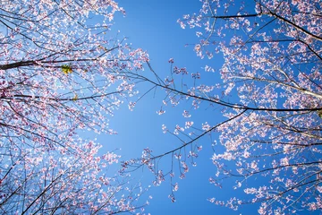 Wall murals Cherryblossom Branches of wild Himalayan cherry trees (Prunus cerasoides) with their pink and white cherry blossoms on clear blue sky background (soft focus)