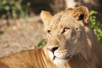 Fototapeta na wymiar Chobe lioness