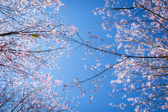 Branches of wild Himalayan cherry trees (Prunus cerasoides) with their pink and white cherry blossoms on clear blue sky background (soft focus)