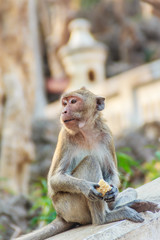 Cute Monkey sitting and enjoy eating fresh corn at the temple