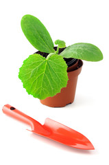 zucchini seedling in flowerpot and garden shovel. isolated