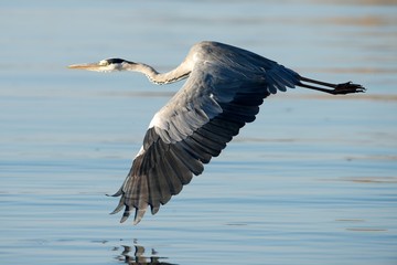 Grey Heron