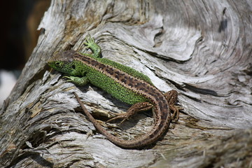 Zauneidechse, Reptil, wild lebendes Tier,  Natur, altes Holz,