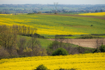 Fototapeta premium Canola Fields Lazio Italy