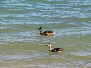 Pyrénées-Orientales - Occitanie - Lac de villeneuve de la Raho - Canards sauvages