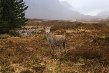 Red Deer