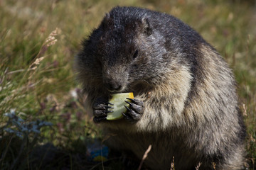 marmotta