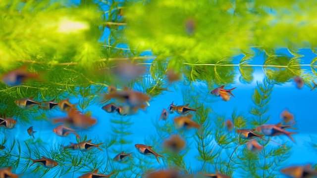 Exotic tropical fish Harlequin Rasbora or Trigonostigma Heteromorpha in blue water of the aquarium. Rack focus. Shallow depth of field