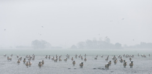 Sheep in a field on a cold and misty morning