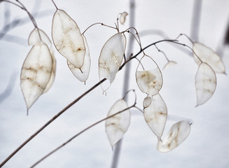 White leaves