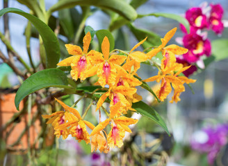 oncidium orchid flowers or dancing lady orchid after rain in Thailand