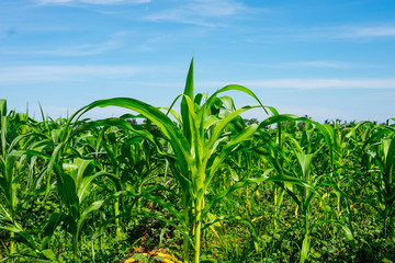 Young corn farm