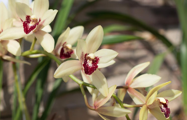  cymbidium orchids in a tropical garden.
