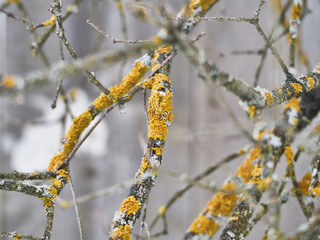 The branches covered with yellow lichen