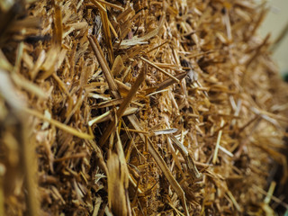 yellow straw in farm