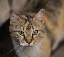 green eyed cat portrait