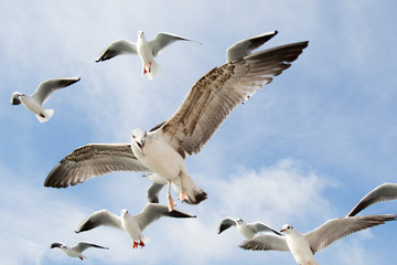 Seagulls flying in sky over the sea waters
