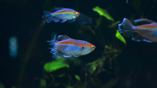 Exotic tropical fish Tetra Congo or Phenacogrammus Interruptus in blue water of the aquarium. Shot in motion. Shallow depth of field