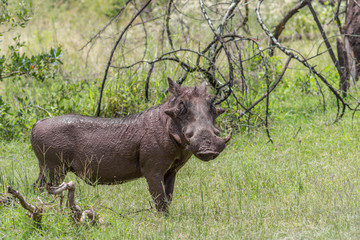Common warthog (Phacochoerus africanus)