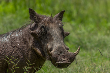 Common warthog (Phacochoerus africanus)