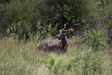 Greater kudu (tragelaphus)