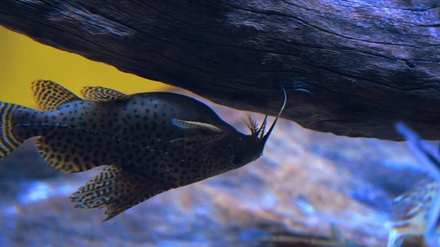 Exotic tropical fish Synodontis nigriventris David in blue water of aquarium is floating belly-up. Shot in motion. Shallow depth of field