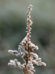 frozen twig isolated on natural background