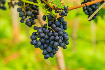  large bunches of red wine grapes hang from a vine, warm backgro