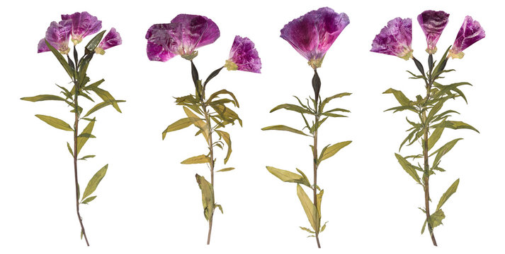 Fototapeta Set of dried and pressed flowers. Herbarium of purple flowers. Godetia flower isolated.